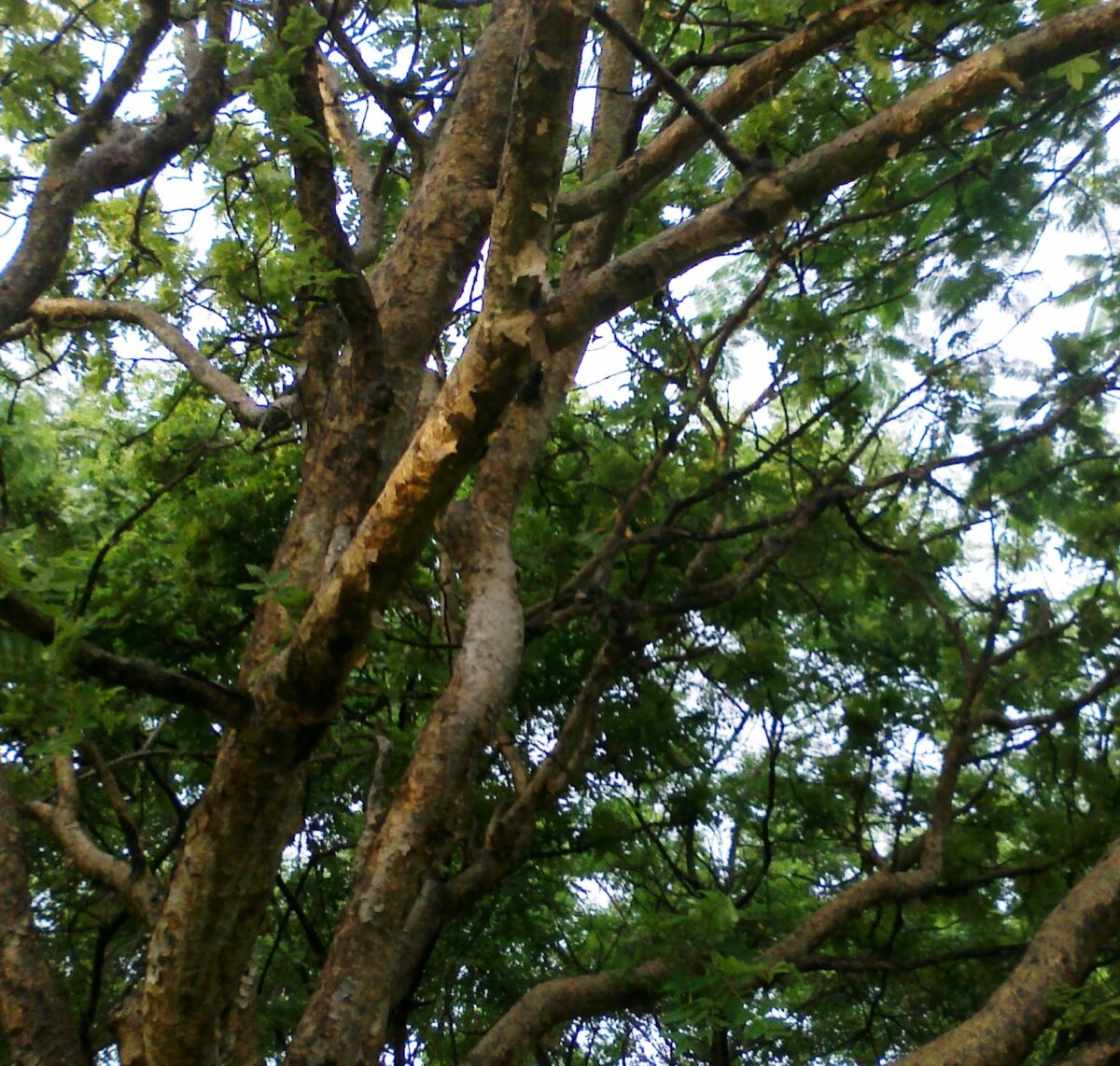 Vetal tekdi trees