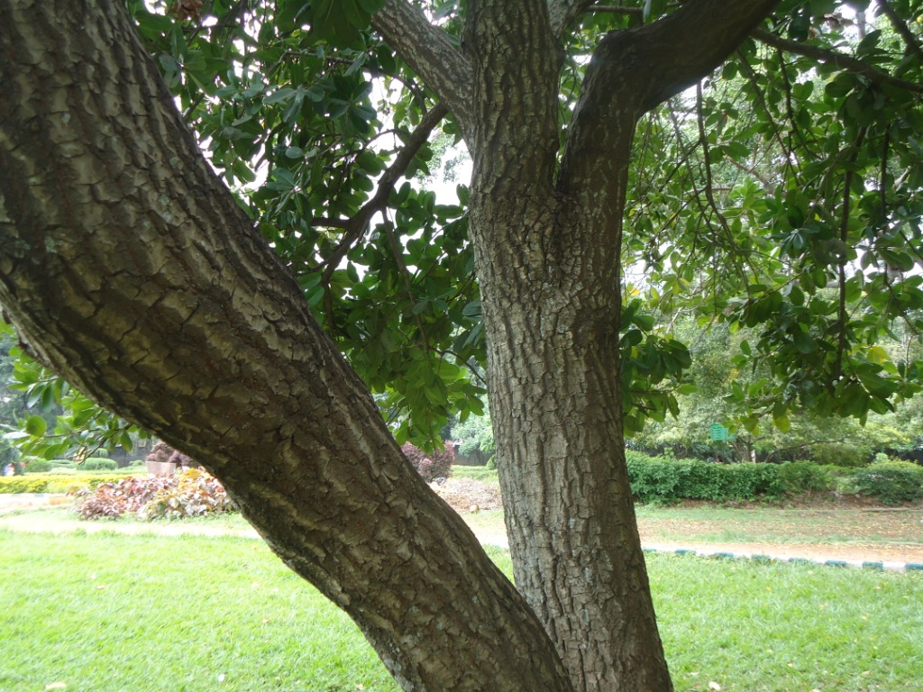 Calophylum enophylum