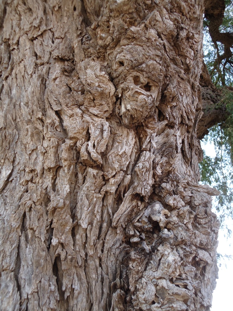 Prosopis elengi