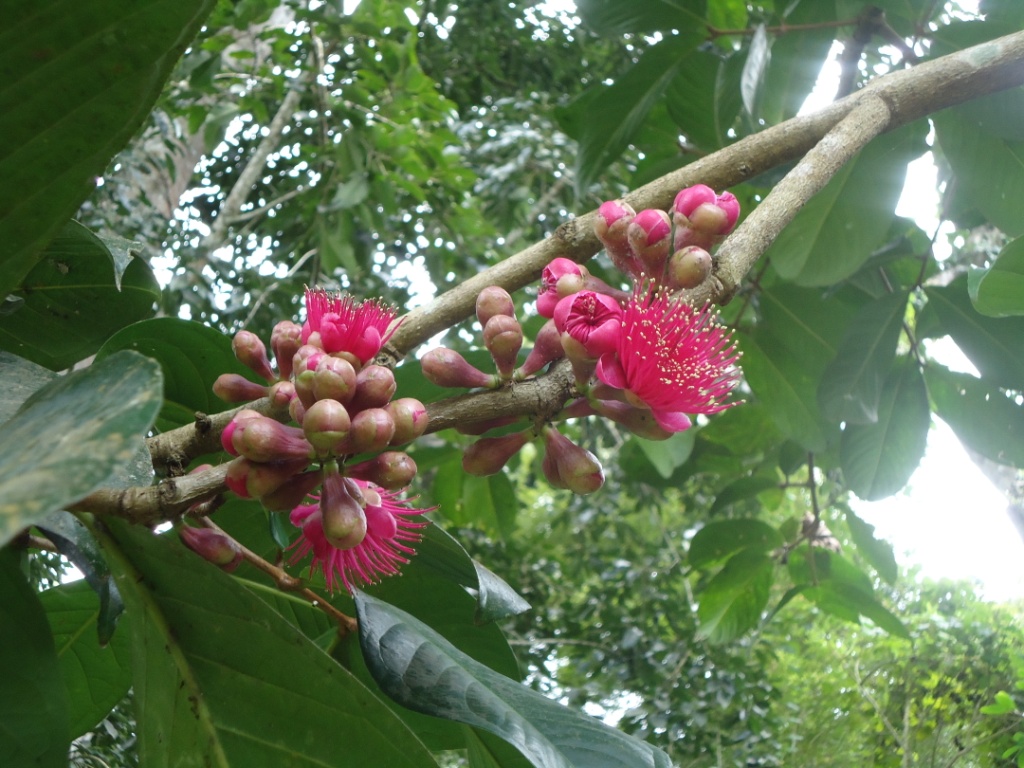 Rose apple