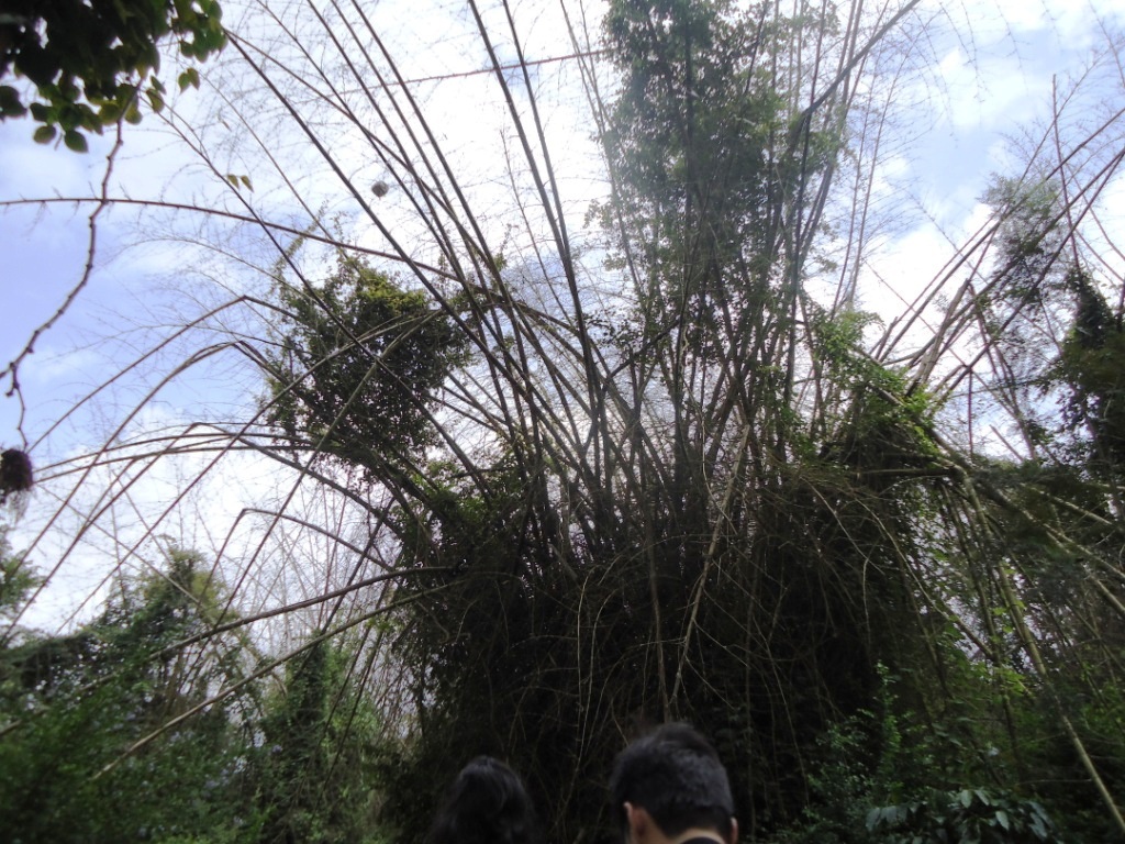 Bamboos in Dubare forest