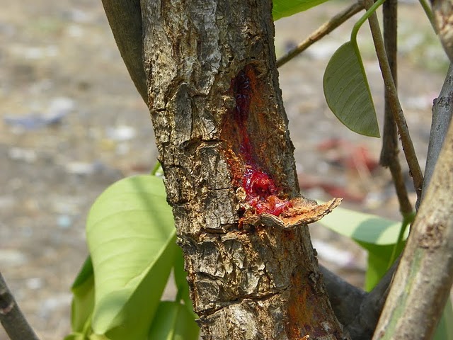 red exudate from a tree stem