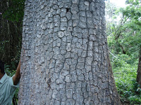 Matti tree