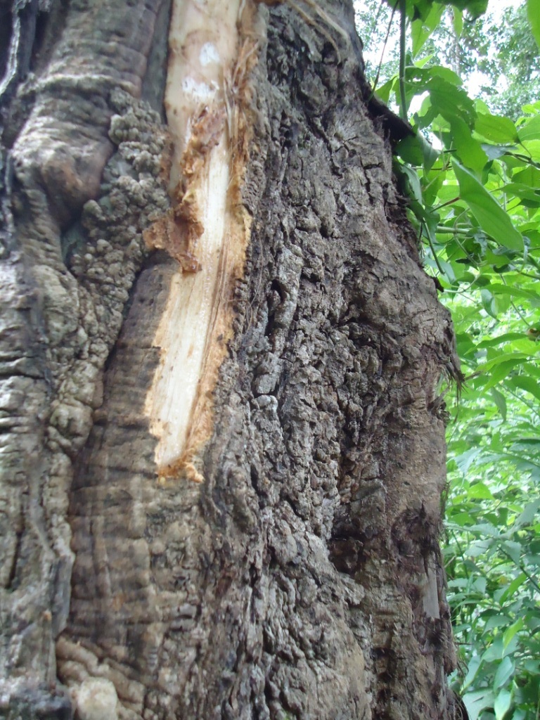 Water maker tree