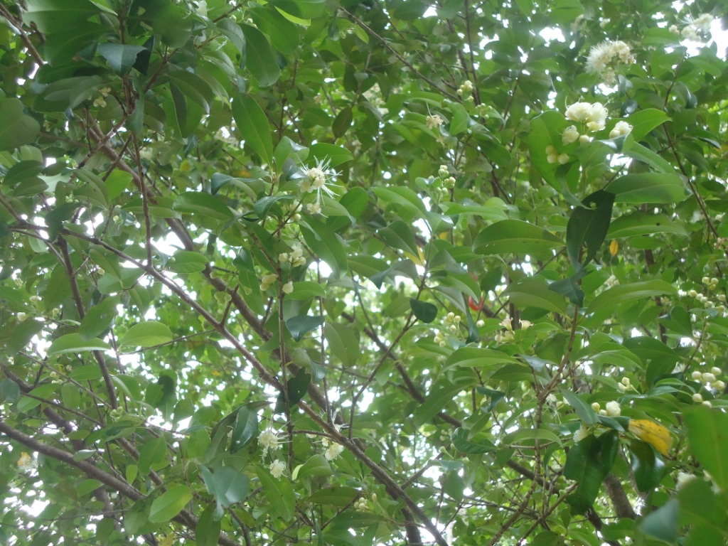 White inflorescence