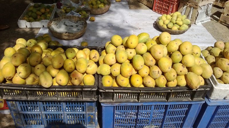 Choosing mangoes, mango, fruit.