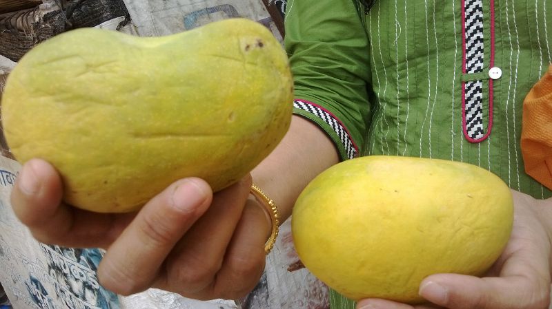 Choosing mangoes, artificially ripened fruit