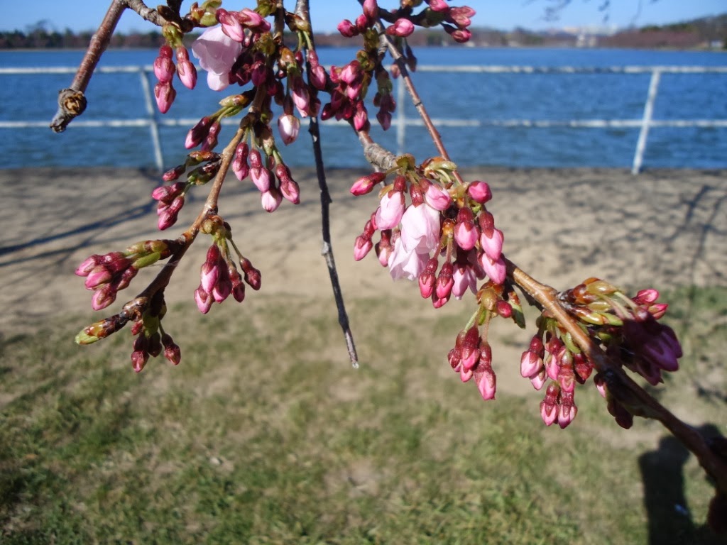 Yoshino Cherries, Cherry Blossoms