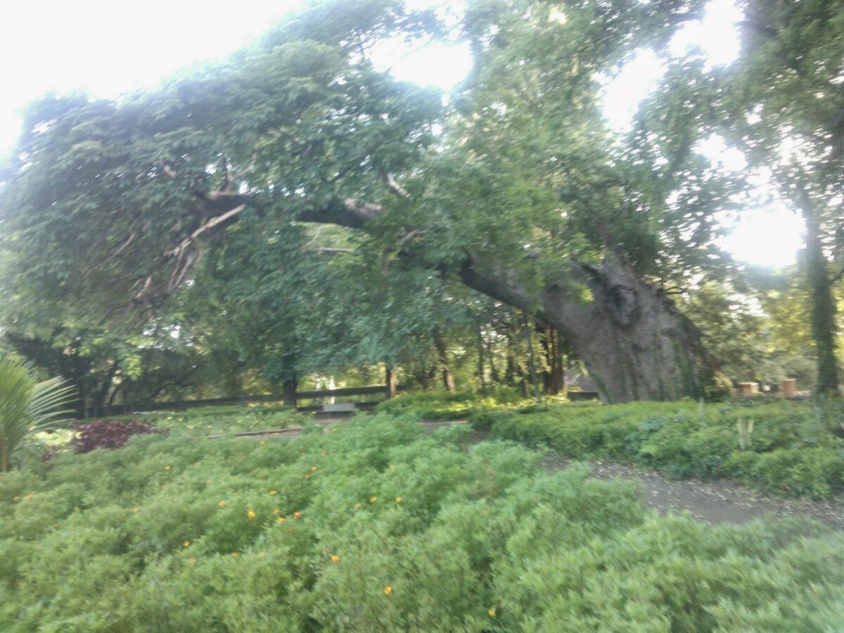 Pune trees, University, Gorakh chincha