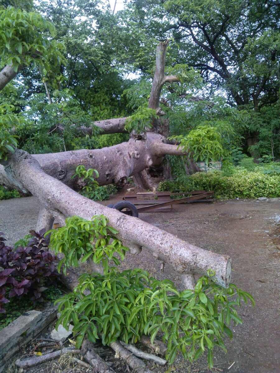 Pune trees, Boabab,