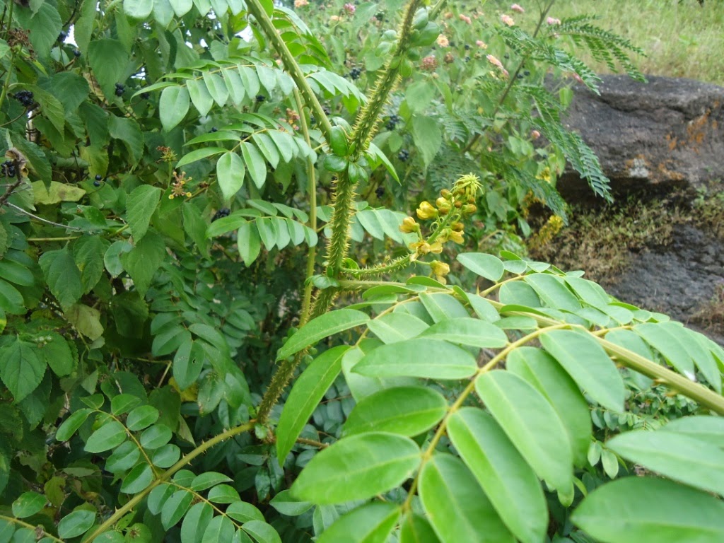 Caesalpinia bonduc, Caesalpineaceae, Pune