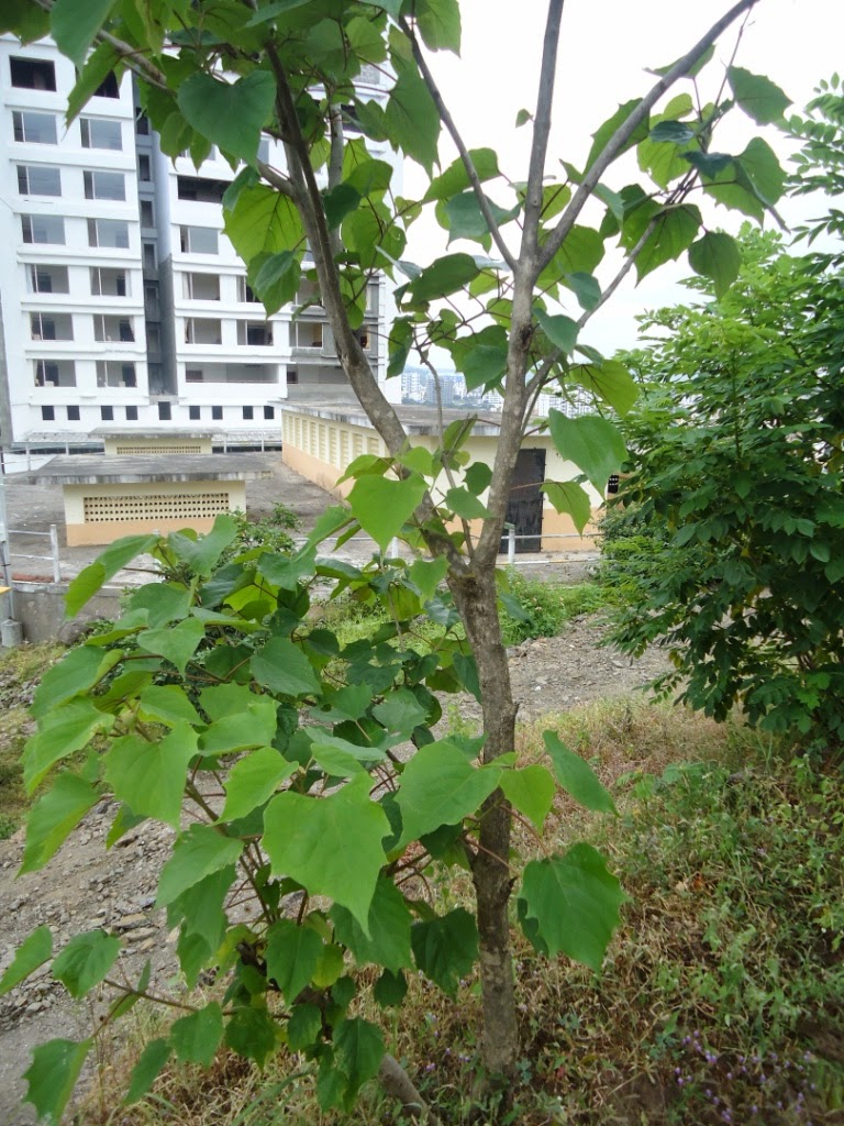 Pune, trees, Gmelina arborea, Verbenaceae