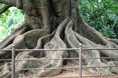 Bengaluru, Trees