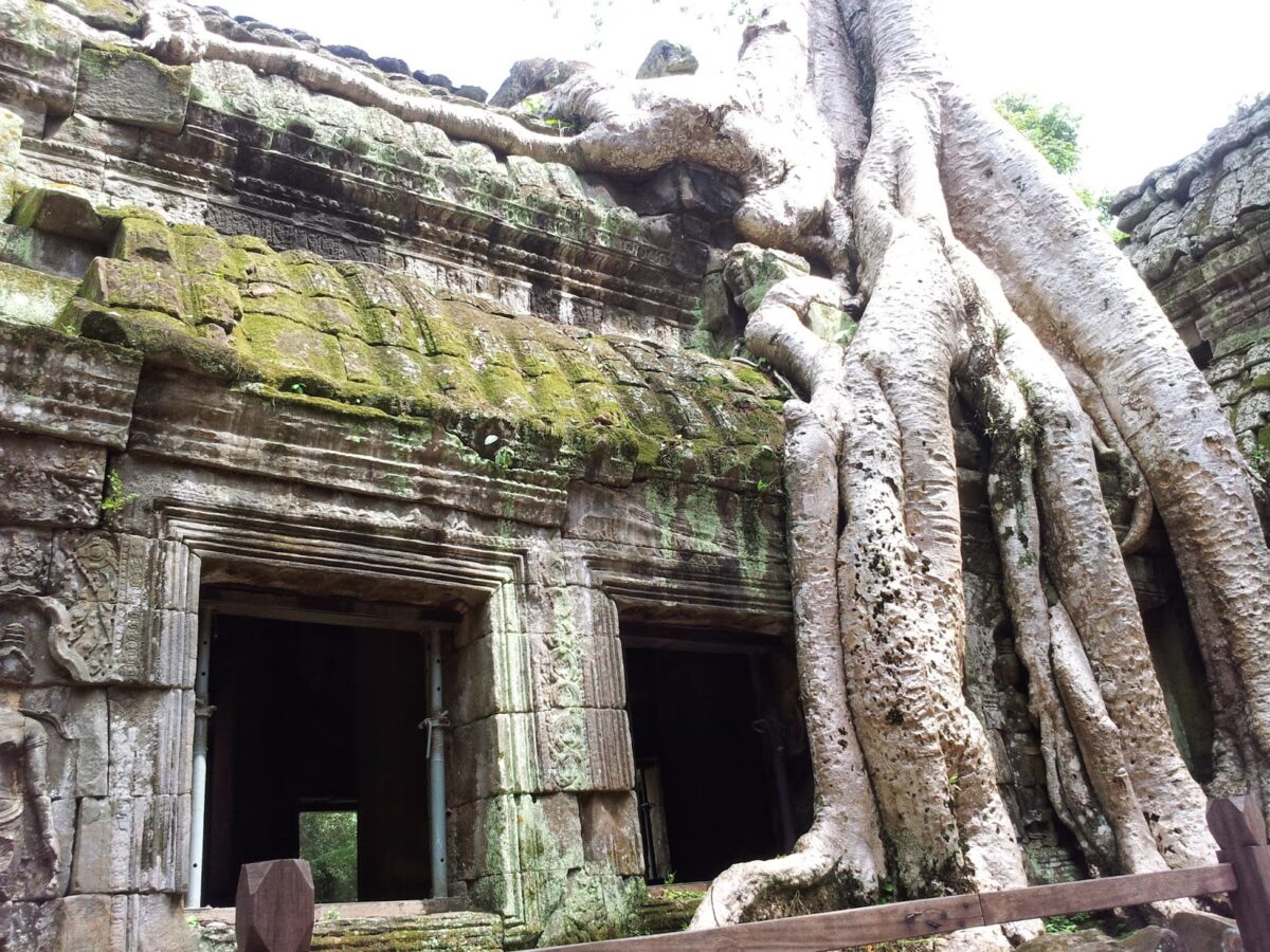 Roots, Angkor Wat