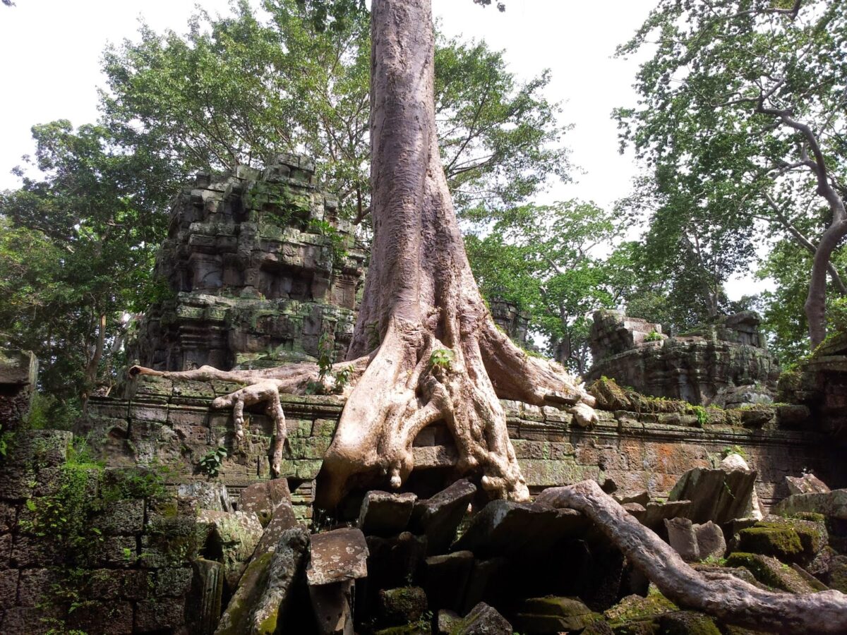 Tree roots, Angkor Wat