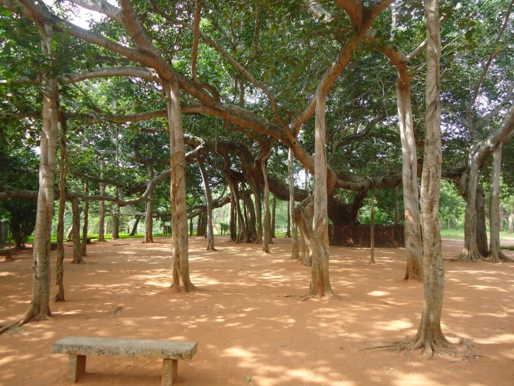 Pondicherry, trees, ficus
