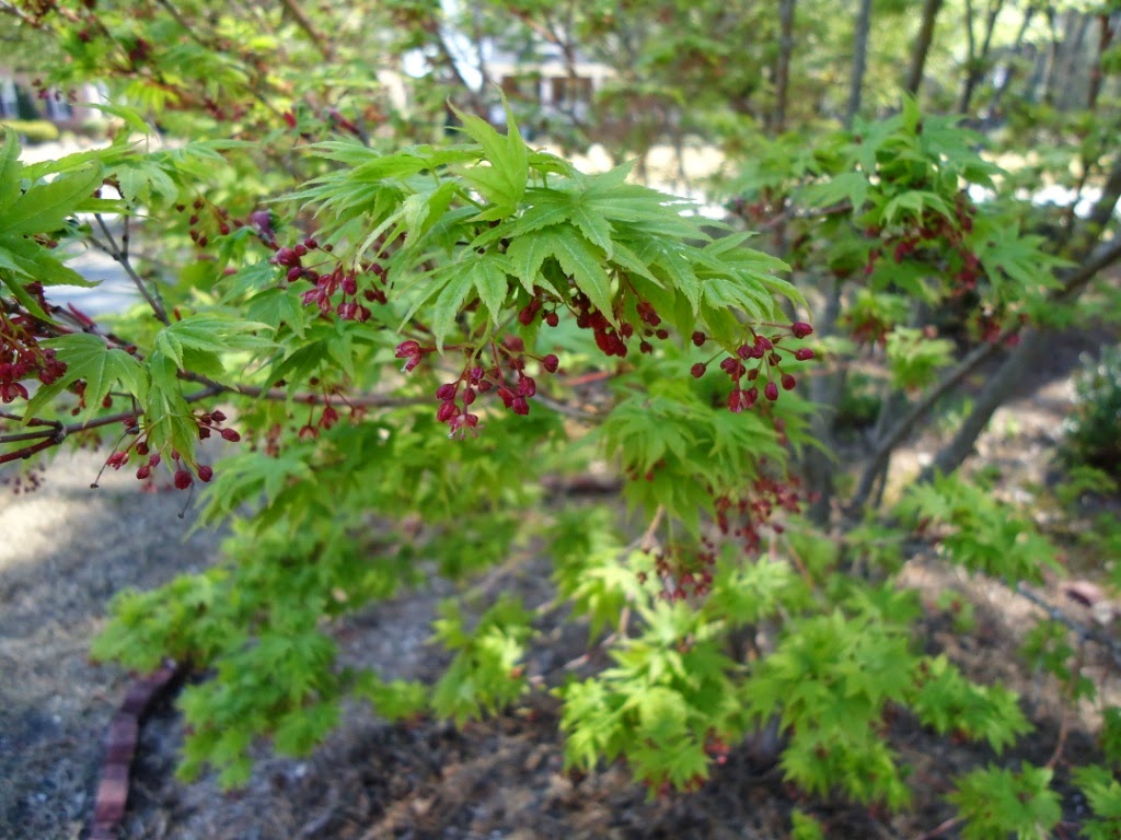 Genus Acer, Family Sapindaceae