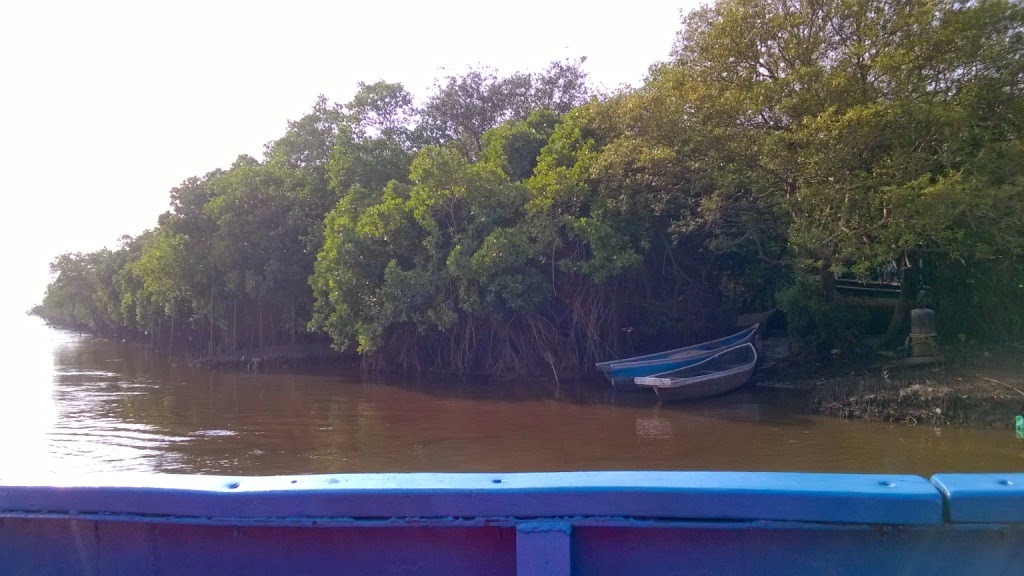 Mandovi river, goa, mangroves