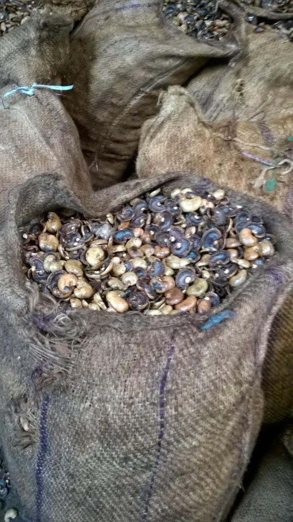 cashew processing, goa, sawantwadi