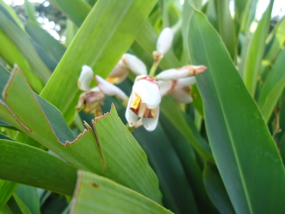 Pune, sensory garden, spices