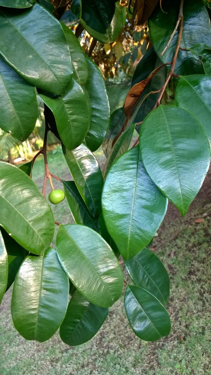 leaves, pune, identification