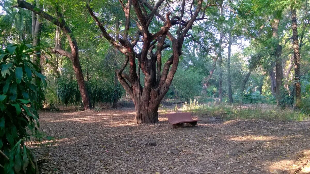 Forest, Pune, University
