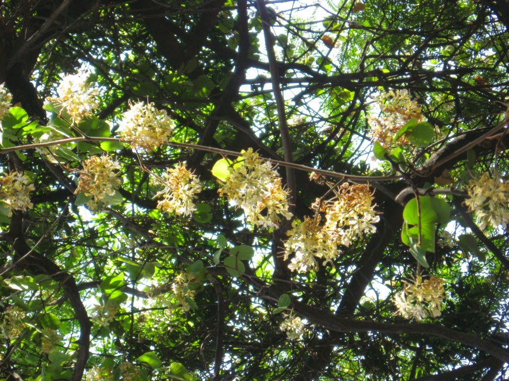 Pune, garden, bauhinia vahlii