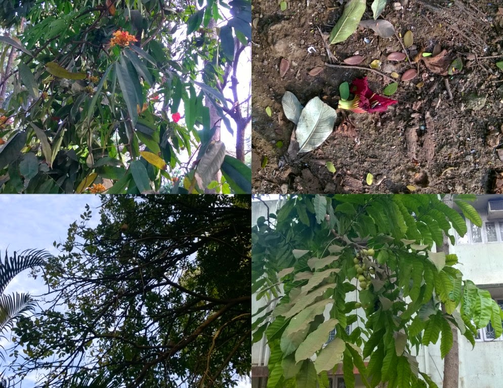 PMC, Udyan, Pune, trees