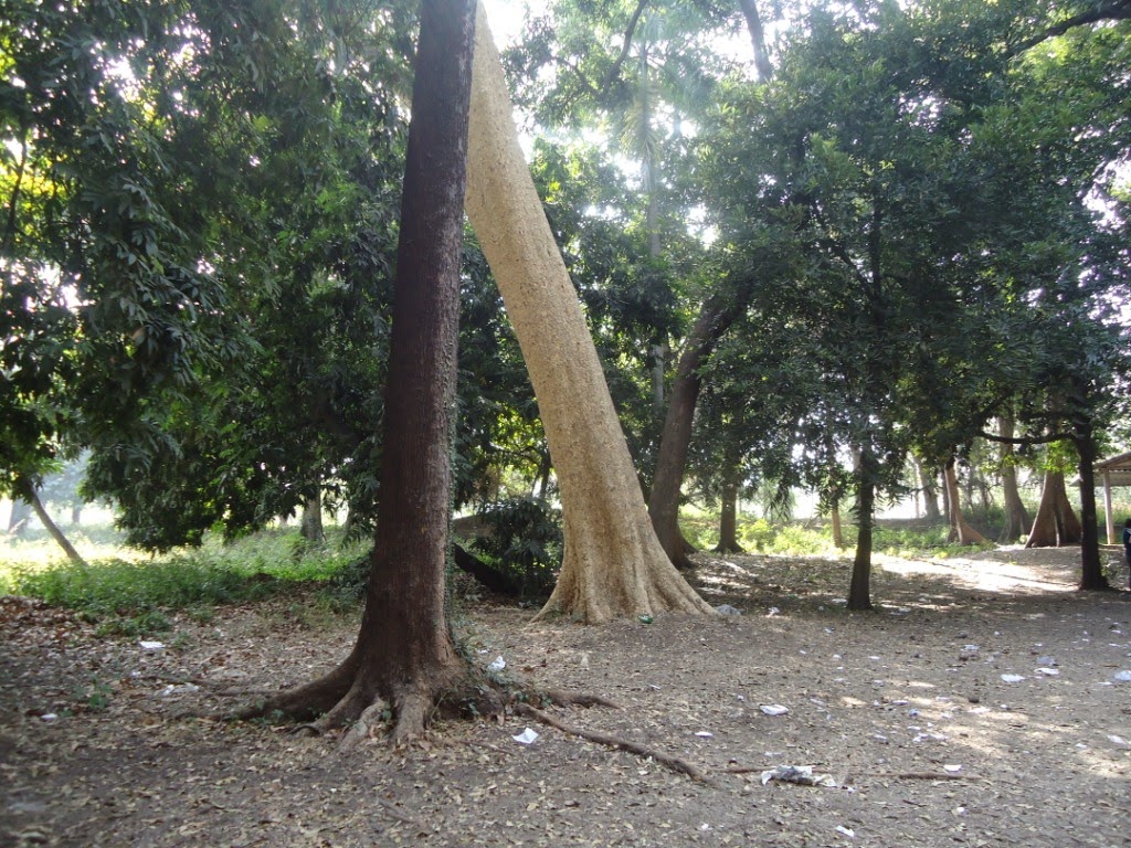 Trees, Pune, garden