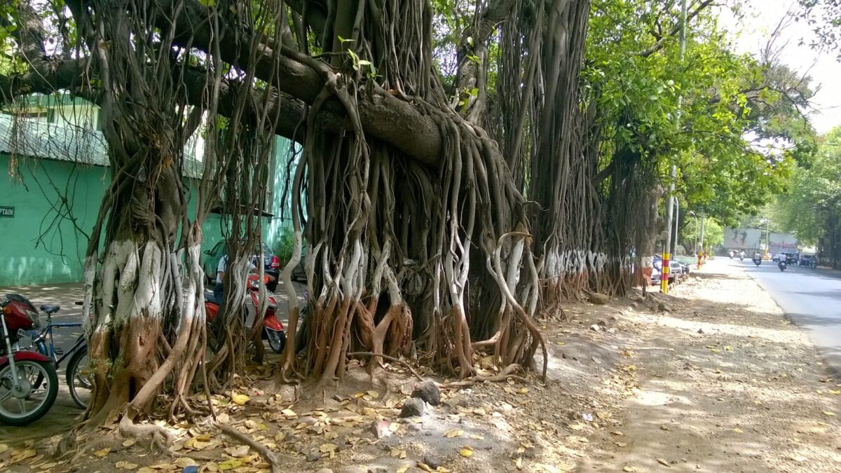 Pune, Ficus
