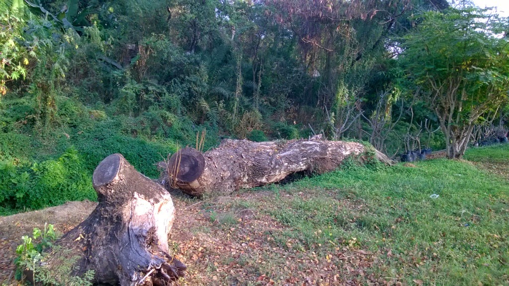 Trees, Udyan, Jogging