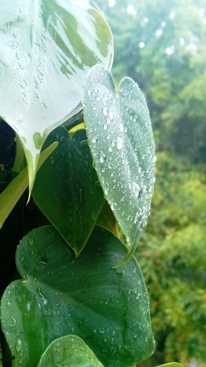 Raindrop, showers, Pune, money plant