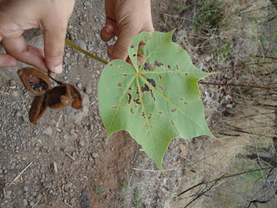 Gir, Tadoba, sterculia urens, gumtree, 