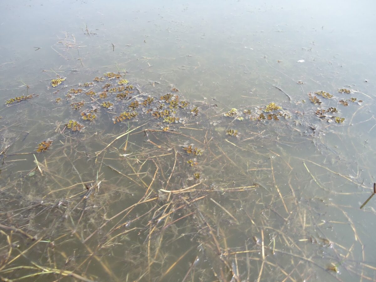 Brackish water, Chilika, Orissa