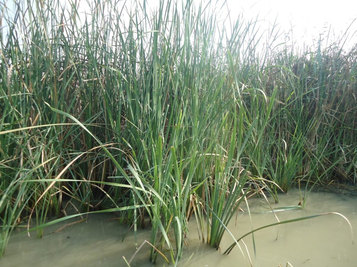 Brackish water, reed, chilika, Orissa