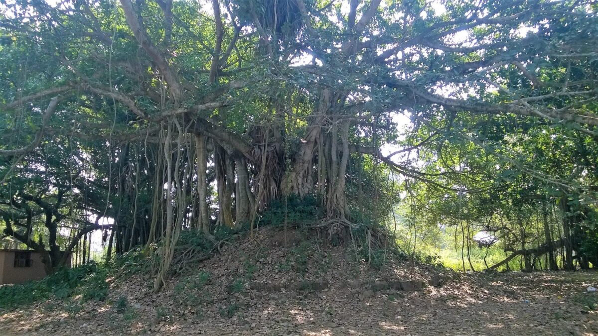 Tree, Ficus , Sun Temple, travel