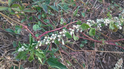 April AtoZ, herbs, aerva lanata