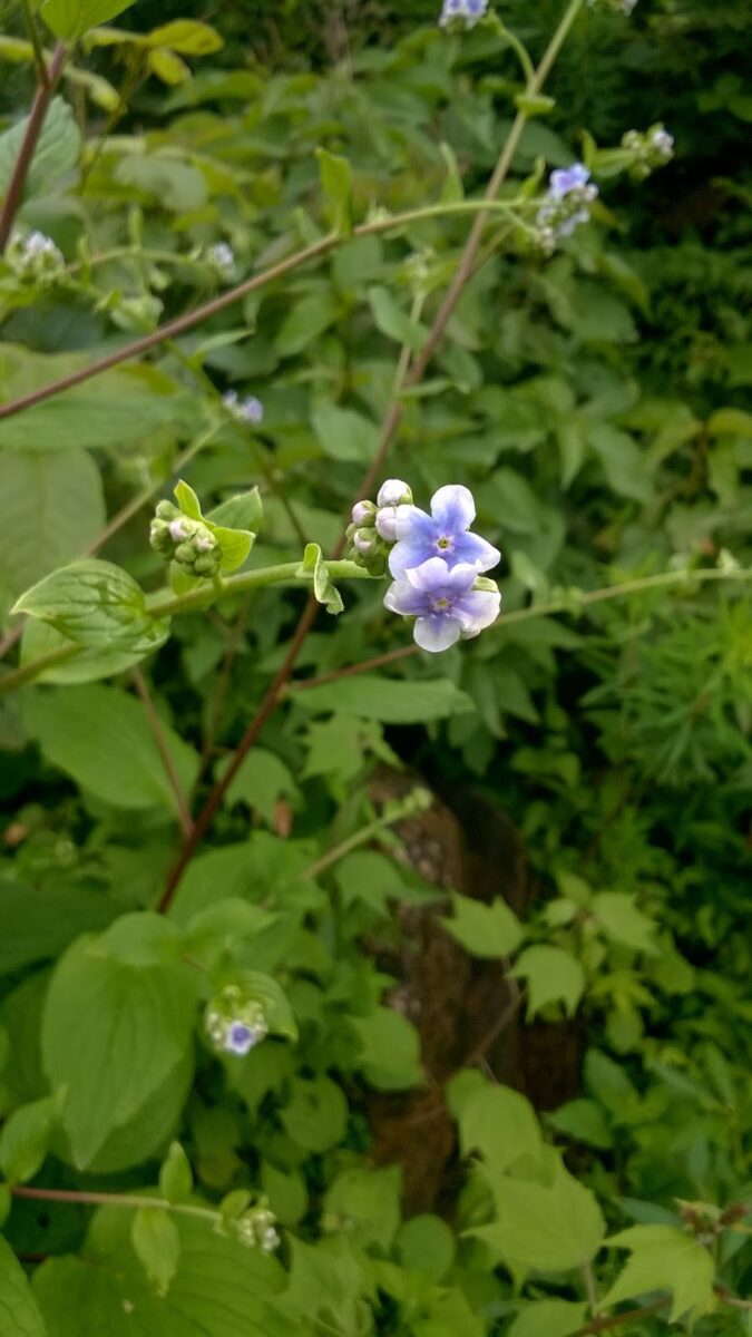 western ghats, endemic herbs.