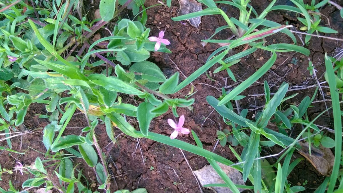 Monsoon flowers, Pune, hills
