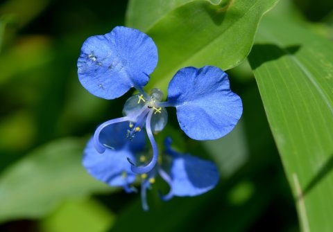 Commelina, Pune, Hills, flowers