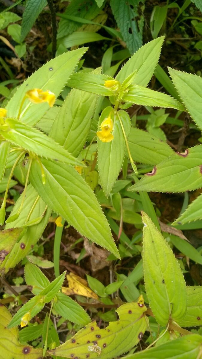 herb, AtoZ, Impatiens dalzellii, Kaas