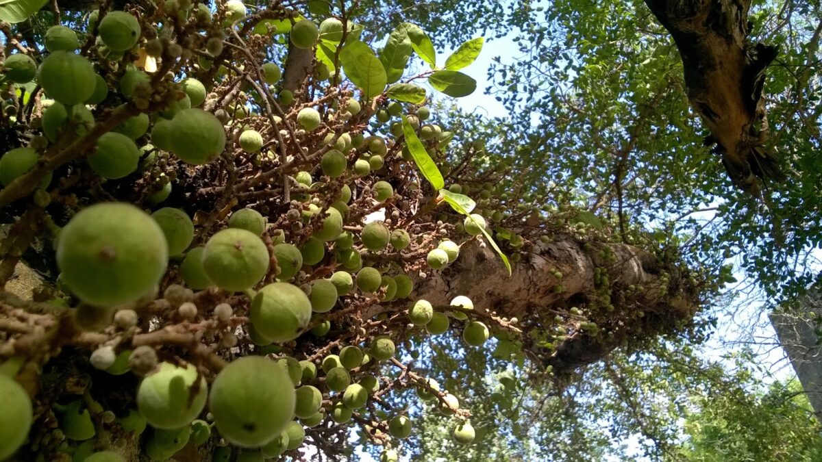Ficus, Umbar, Figs