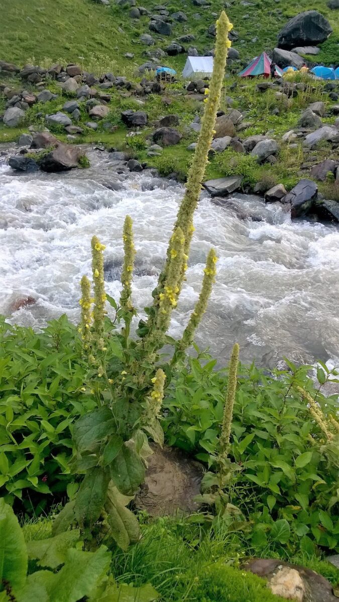 Herb, Himachal Pradesh, Trekking