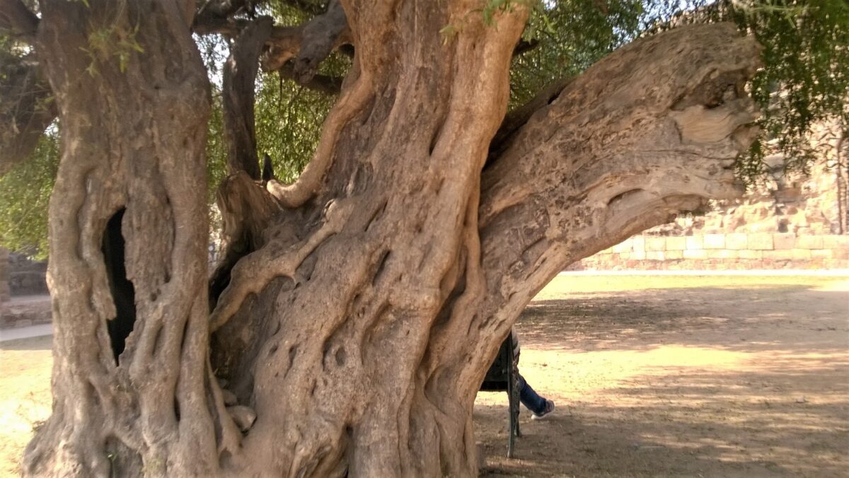 Ancient tree, heritage tree, heritage, qutub minar