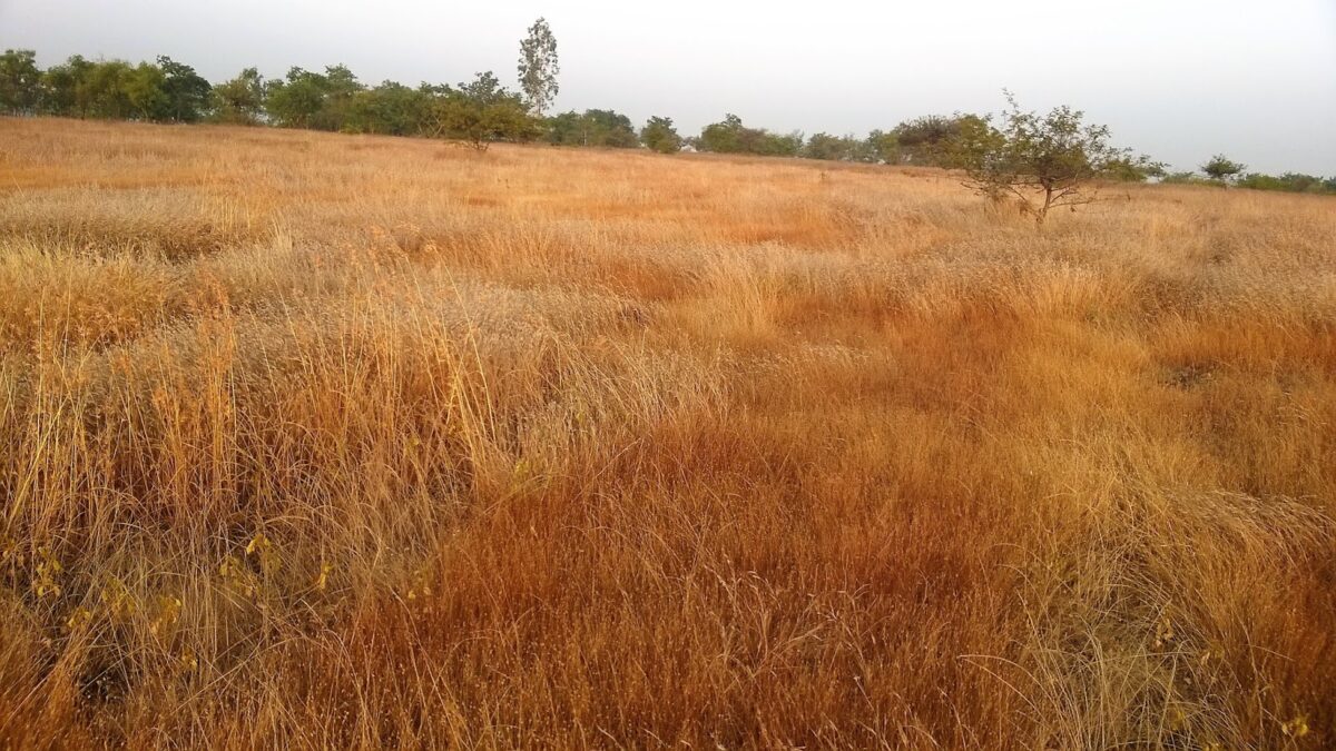 Grass, Golden, Pune