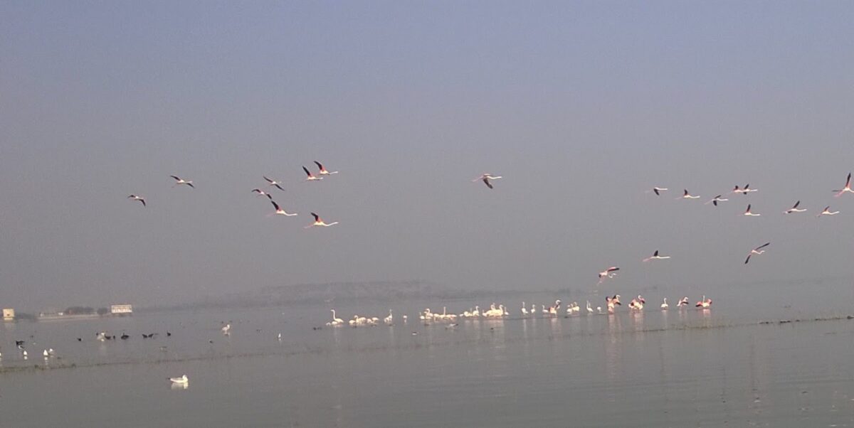 Migratory birds, Birds, Flamingo, Pune