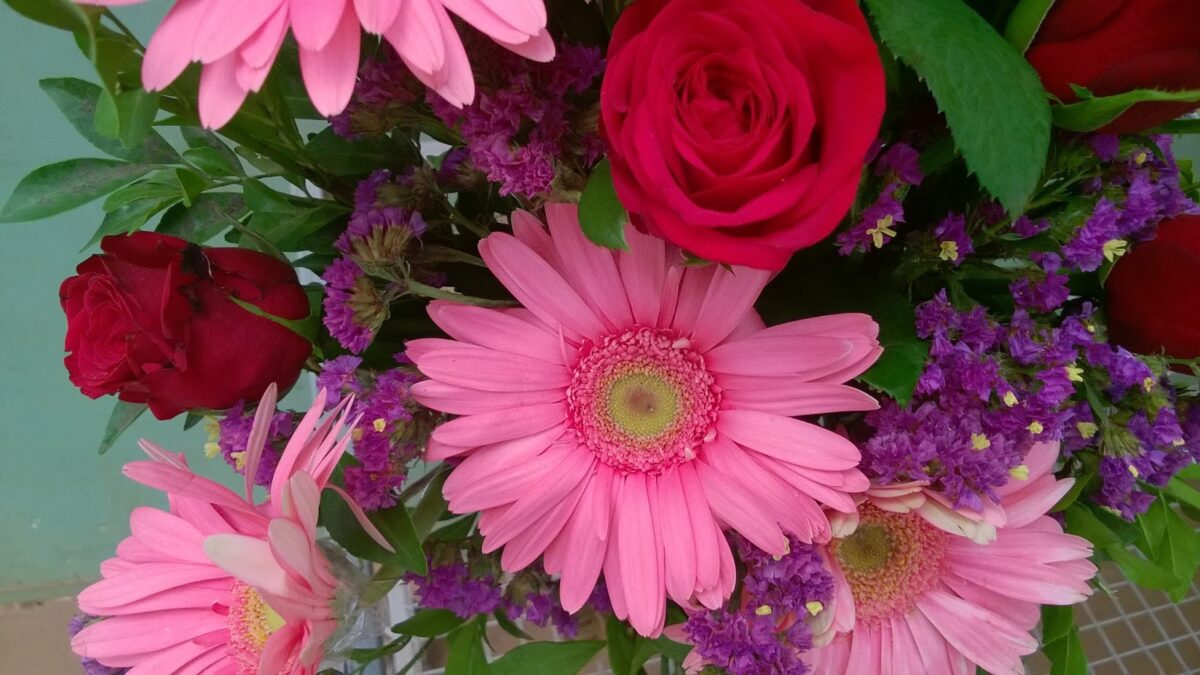 Flowers, Pink, Gerbera