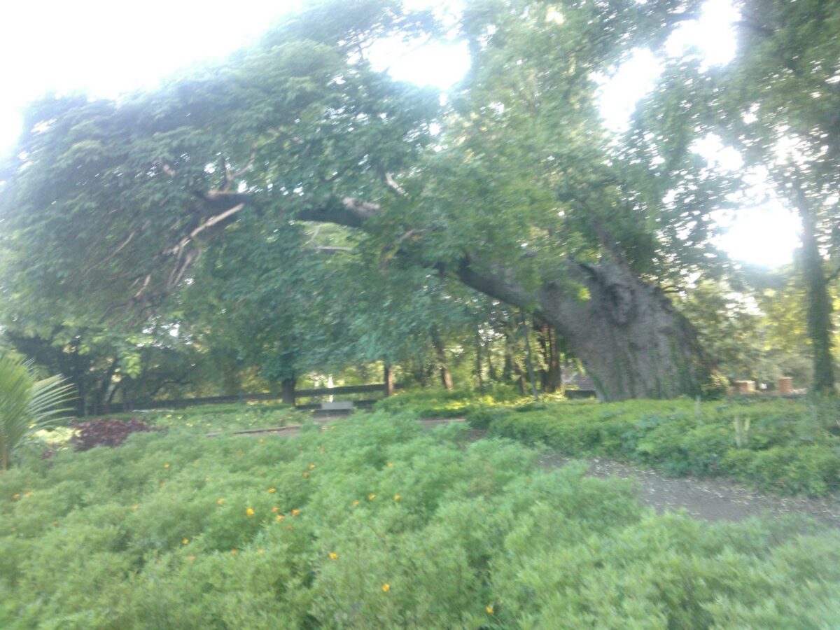 Pune, Baobab