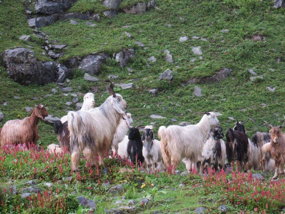 Goats, trek, hampta pass