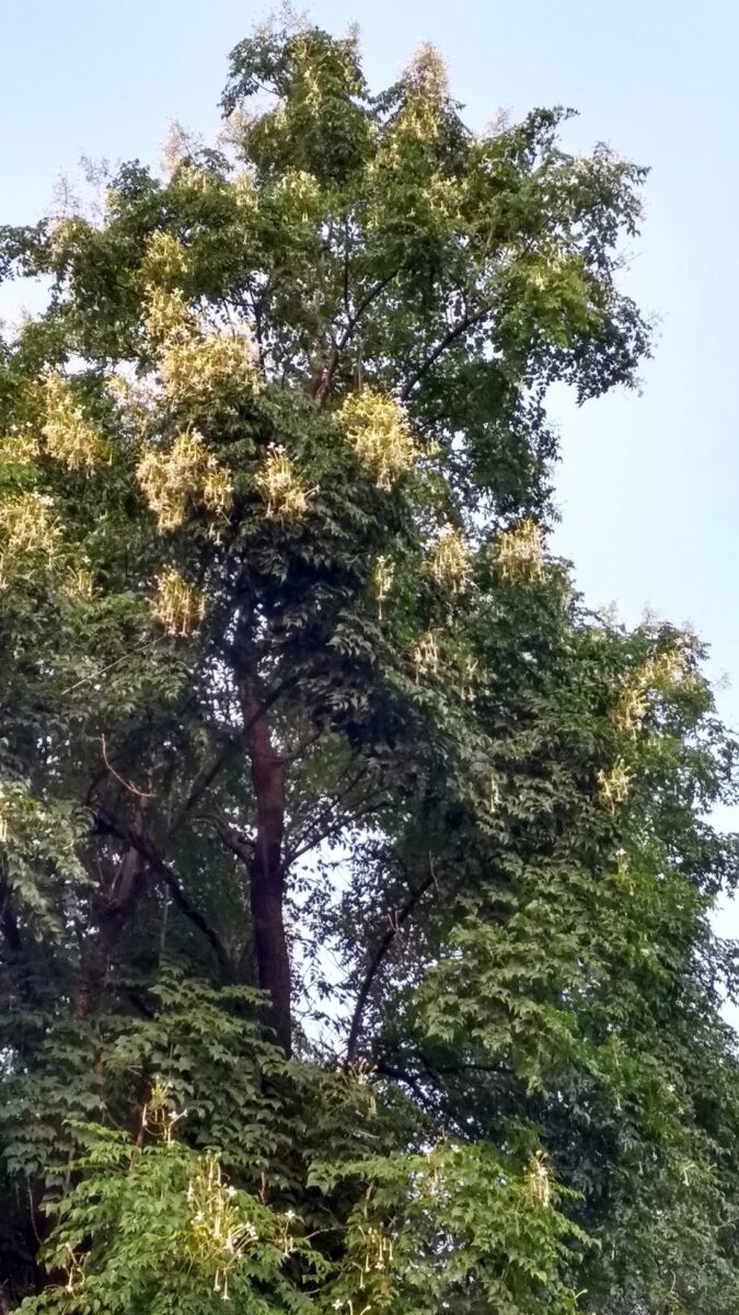 Millingtonia, Akash chameli, Pune